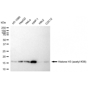 LifeSab™ KD-Validated Histone H3 (acetyl K56) Rabbit mAb (20 μl)