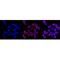 LifeSab™ KD-Validated CST3 Rabbit mAb (20 μl)