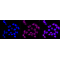 LifeSab™ KD-Validated CST3 Rabbit mAb (20 μl)