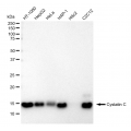 LifeSab™ KD-Validated CST3 Rabbit mAb (20 μl)