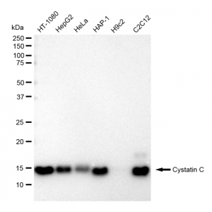 LifeSab™ KD-Validated CST3 Rabbit mAb (20 μl)