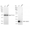 LifeSab™ KD-Validated CST3 Rabbit mAb (20 μl)