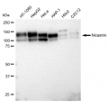 LifeSab™ KD-Validated Nicastrin Rabbit mAb (20 μl)