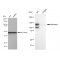 LifeSab™ KD-Validated Nicastrin Rabbit mAb (20 μl)