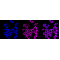 LifeSab™ KD-Validated Histone H3 (acetyl K9) Rabbit mAb (20 μl)