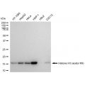 LifeSab™ KD-Validated Histone H3 (acetyl K9) Rabbit mAb (20 μl)