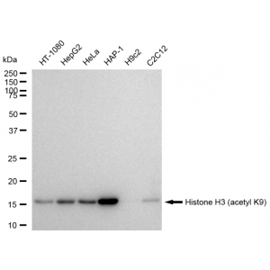 LifeSab™ KD-Validated Histone H3 (acetyl K9) Rabbit mAb (20 μl)