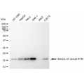 LifeSab™ KD-Validated Histone H3 (acetyl K18) Rabbit mAb (20 μl)