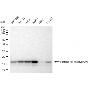 LifeSab™ KD-Validated Histone H3 (acetyl K27) Rabbit mAb (20 μl)