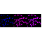 LifeSab™ KD-Validated HAUS7 Rabbit mAb (20 μl)