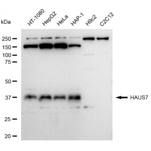 LifeSab™ KD-Validated HAUS7 Rabbit mAb (20 μl)