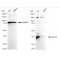 LifeSab™ KD-Validated HAUS7 Rabbit mAb (20 μl)