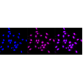 LifeSab™ KD-Validated HMGB2 Rabbit mAb (20 μl)