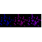 LifeSab™ KD-Validated HMGB2 Rabbit mAb (20 μl)