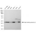 LifeSab™ KD-Validated HMGB2 Rabbit mAb (20 μl)