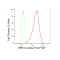 LifeSab™ KD-Validated ERK1/2 Rabbit mAb (20 μl)