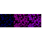 LifeSab™ KD-Validated ERK1/2 Rabbit mAb (20 μl)