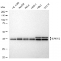 LifeSab™ KD-Validated ERK1/2 Rabbit mAb (20 μl)