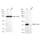 LifeSab™ KD-Validated ERK1/2 Rabbit mAb (20 μl)