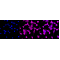 LifeSab™ KD-Validated p38 MAPK Rabbit mAb (20 μl)