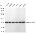 LifeSab™ KD-Validated p38 MAPK Rabbit mAb (20 μl)