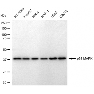 LifeSab™ KD-Validated p38 MAPK Rabbit mAb (20 μl)