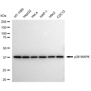 LifeSab™ KD-Validated p38 MAPK Rabbit mAb (20 μl)