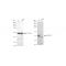 LifeSab™ KD-Validated p38 MAPK Rabbit mAb (20 μl)