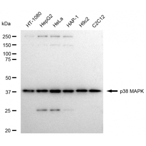 LifeSab™ KD-Validated p38 MAPK Rabbit mAb (20 μl)