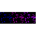 LifeSab™ KD-Validated MMUT Rabbit mAb (20 μl)