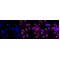 LifeSab™ KD-Validated MMUT Rabbit mAb (20 μl)