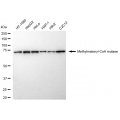 LifeSab™ KD-Validated MMUT Rabbit mAb (20 μl)