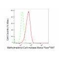 LifeSab™ KD-Validated MMUT Rabbit mAb (20 μl)