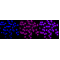 LifeSab™ KD-Validated MMUT Rabbit mAb (20 μl)