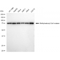 LifeSab™ KD-Validated MMUT Rabbit mAb (20 μl)