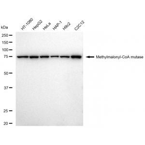 LifeSab™ KD-Validated MMUT Rabbit mAb (20 μl)