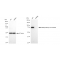 LifeSab™ KD-Validated MMUT Rabbit mAb (20 μl)