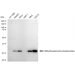 LifeSab™ KD-Validated MTAP Rabbit mAb (20 μl)