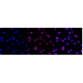 LifeSab™ KD-Validated NDEL1 Rabbit mAb (20 μl)