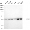 LifeSab™ KD-Validated NDEL1 Rabbit mAb (20 μl)