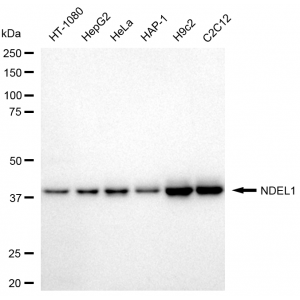 LifeSab™ KD-Validated NDEL1 Rabbit mAb (20 μl)