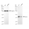 LifeSab™ KD-Validated NDEL1 Rabbit mAb (20 μl)