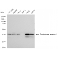 LifeSab™ KD-Validated OXGR1 Rabbit mAb (20 μl)