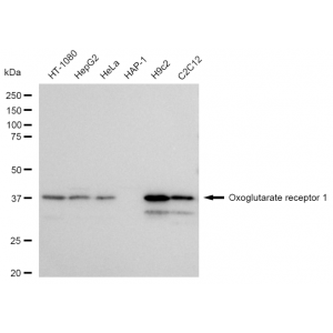 LifeSab™ KD-Validated OXGR1 Rabbit mAb (20 μl)