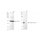 LifeSab™ KD-Validated OXGR1 Rabbit mAb (20 μl)