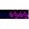 LifeSab™ KD-Validated PRKCD Rabbit mAb (20 μl)