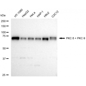 LifeSab™ KD-Validated PRKCD Rabbit mAb (20 μl)