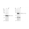 LifeSab™ KD-Validated PRKCD Rabbit mAb (20 μl)