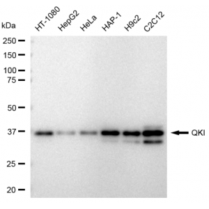 LifeSab™ KD-Validated QKI Rabbit mAb (20 μl)