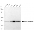 LifeSab™ KD-Validated RAD51 Rabbit mAb (20 μl)